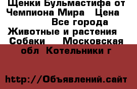 Щенки Бульмастифа от Чемпиона Мира › Цена ­ 1 000 - Все города Животные и растения » Собаки   . Московская обл.,Котельники г.